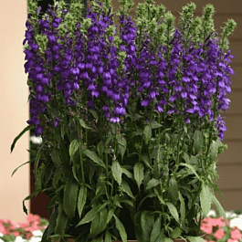 Лобелия прекрасная Starship Blue