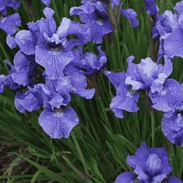Ирис сибирский Ego