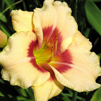 Лилейник гибридный Ниппон НАБОР 2ШТ (1+1)