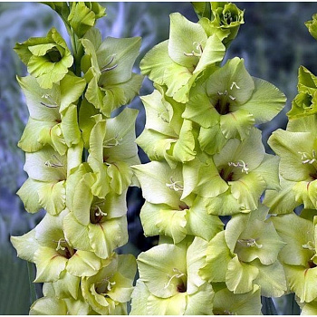 Гладиолус крупноцветковый Дингадонт