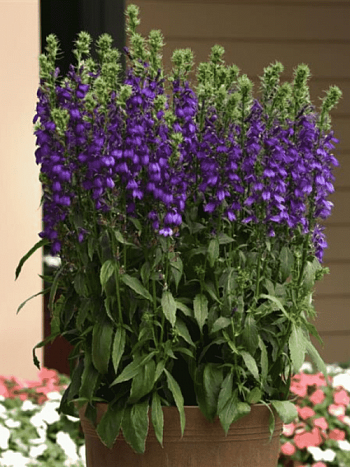 Лобелия прекрасная Starship Blue