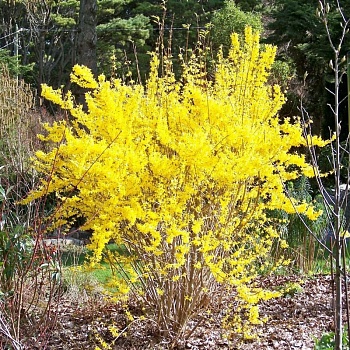 Форзиция промежуточная Flojor