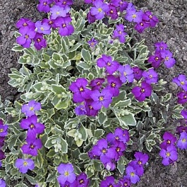 Аубриета (Обриета) гибридная Argenteovariegata