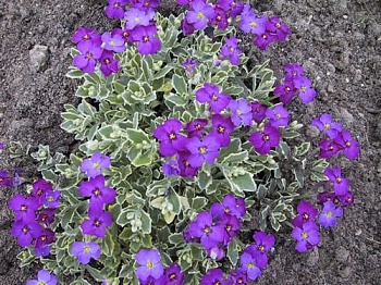 Аубриета (Обриета) гибридная Argenteovariegata