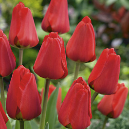 Тюльпан Дарвинов гибрид Фостери Кинг НАБОР 2ШТ (10+10) Тюльпан Дарвинов гибрид Фостери Кинг НАБОР 2ШТ (10+10)