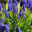Мускари Armeniacum