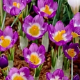 Крокус Ботанический Sieberi Tricolor