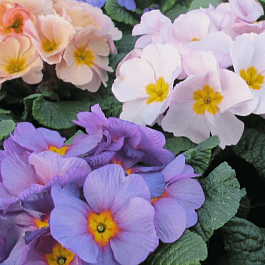 Примула бесстебельная