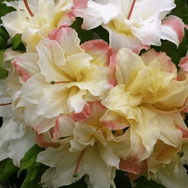 Азалия крупноцветковая Cannon's Double