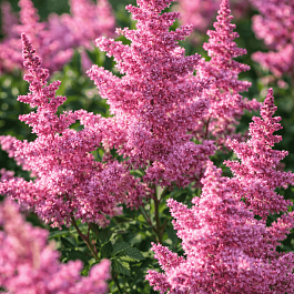 Астильба китайская Finale