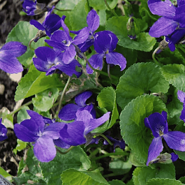 Виола душистая  Königin Charlotte
