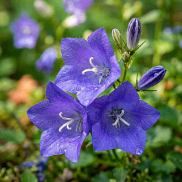 Колокольчик  карпатский Avida Blue