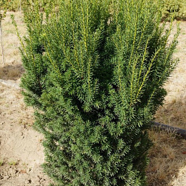 Тисс средний Хикси