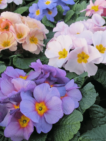 Примула бесстебельная