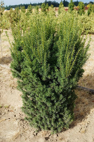 Тисс средний Хикси