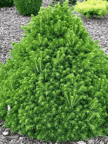 Ель обыкновенная Tompa