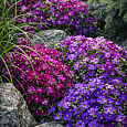 Аубриета Red Purple Mix