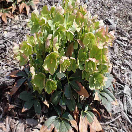 Морозник черный