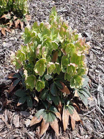 Морозник черный