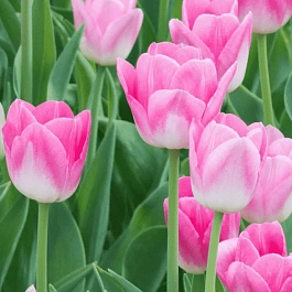 Тюльпан триумф Dynasty