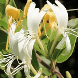 Жимолость японская Kogel-Mogel