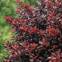 Барбарис Тунберга Carmen