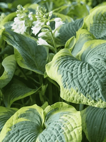 Хоста Maple Leaf