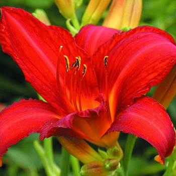 Лилейник гибридный Кэмпфайр Эмберс НАБОР 2ШТ (1+1)