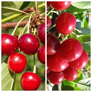 Дерево-сад (5 летка) вишня 2 сорта Молодежная - Харитоновская Дерево-сад (5 летка) вишня 2 сорта Молодежная - Харитоновская