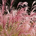 Мискантус китайский Flamingo