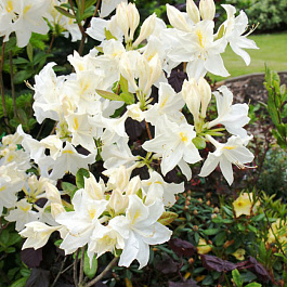 Азалия гибридная Оксидол