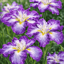 Ирис мечевидный Harlequinesque