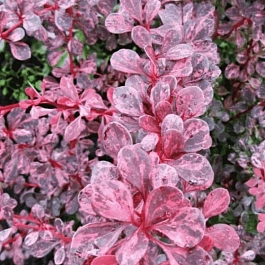 Барбарис Тунберга Pink Attraction