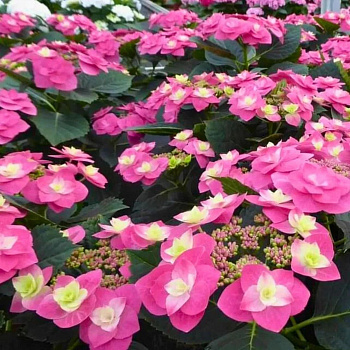 Гортензия крупнолистовая Флейм Хот Пинк