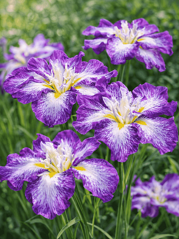 Ирис мечевидный Harlequinesque