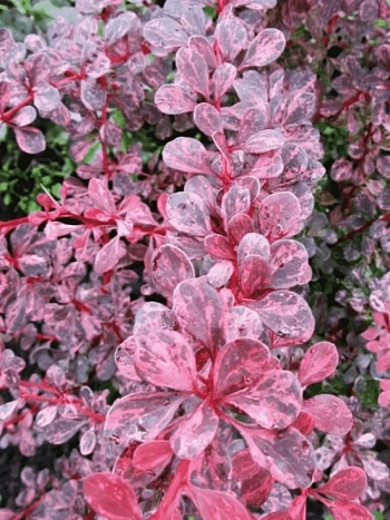 Барбарис Тунберга Pink Attraction