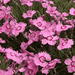 Гвоздика садовая Collection Pink Twinkle