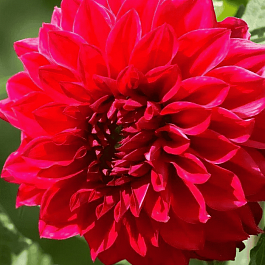 Георгина Barbarossa