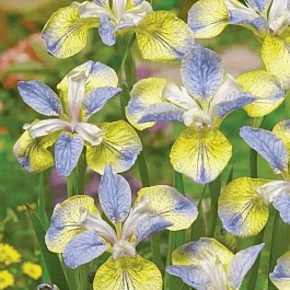 Ирис сибирский Tipped in Blue