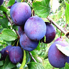 Слива домашняя Венгерка Воронежская Слива домашняя Венгерка Воронежская