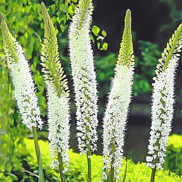 Эремурус гималайский Эремурус гималайский