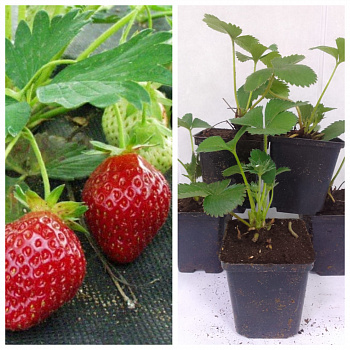 Земляника садовая Индука НАБОР 5ШТ