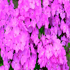 Флокс Принцесса Лаванда