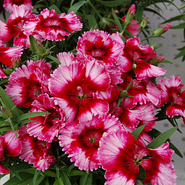 Гвоздика Диана Кримсон Пикоти Гвоздика Диана Кримсон Пикоти