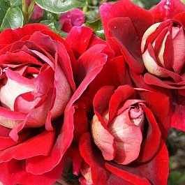 Роза чайно-гибридная Кроненбург Роза чайно-гибридная Кроненбург