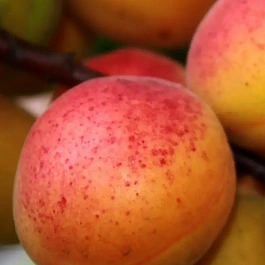 Абрикос Компотный