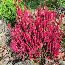 Вереск обыкновенный Dark Beauty