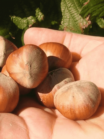 Фундук Barcelona