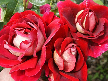 Роза чайно-гибридная Кроненбург