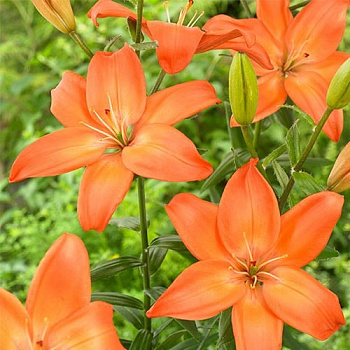Лилия азиатская Изи Лав